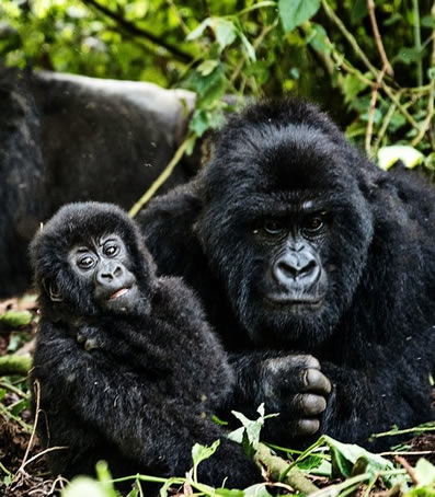 Rwanda Gorillas gorilla Tour