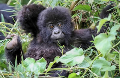 bwindi baby gorilla