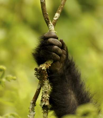 baby gorilla in Bwindi national park