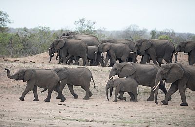 A beautiful herd of african elephants
