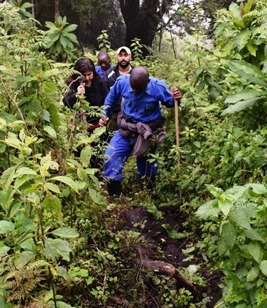 tourists trekking gorillas in Bwindi forest