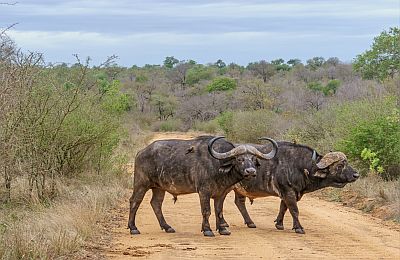 An eye-level shot of two giant horned African buffalos standing