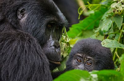 gorilla tour in Rwanda