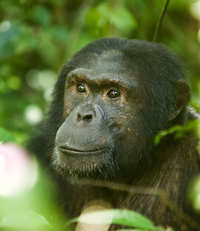 kibale chimpanzee tracking
