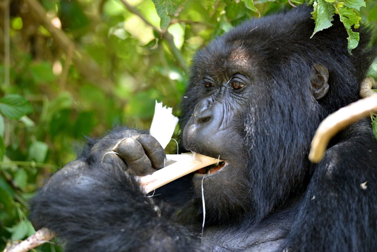 Mountain gorilla family in Uganda forest