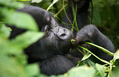 experiece gorillas in rwanda