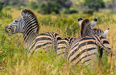Zebras lake Mburo