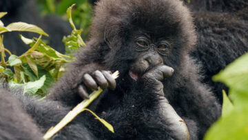 baby gorilla in Bwindi