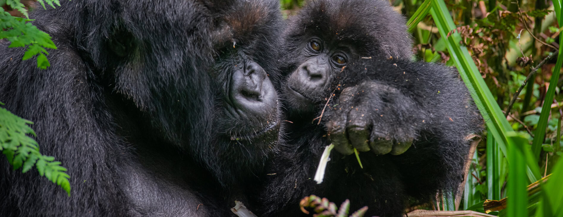 Bwindi gorilla tour