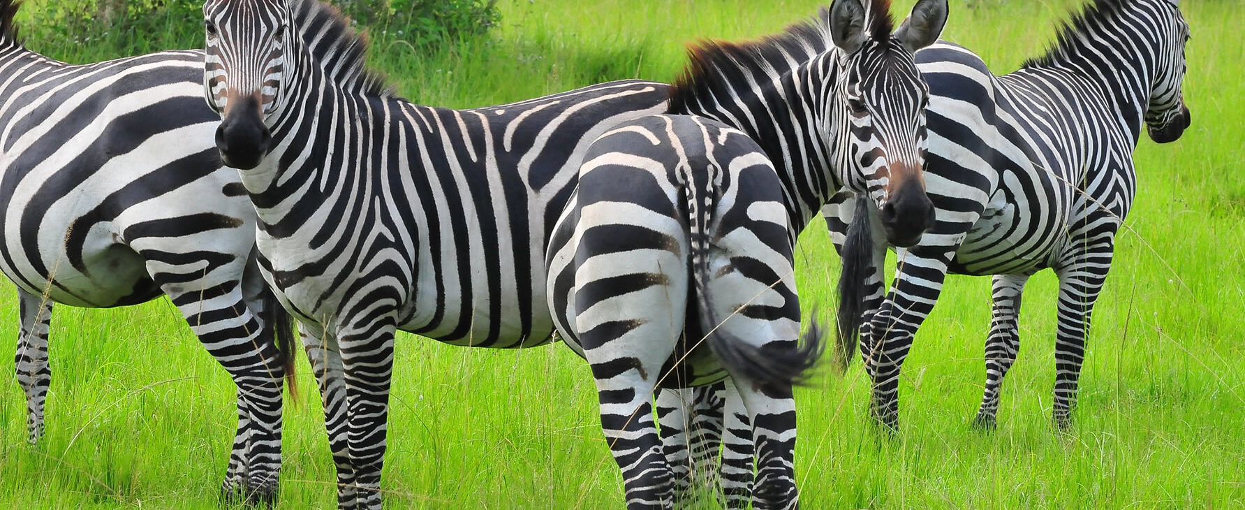 Zebras in lake Mburo